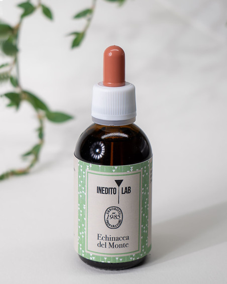 Echinacea del Monte  - per le naturali difese