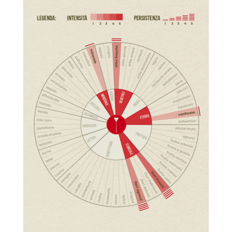 Thuya Olio Essenziale